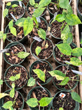 Alocasia Gageana Aurea Variegated