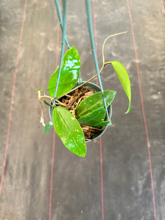 Hoya EPC 301 (black leaf) in hanging basket