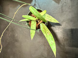 Hoya SR 2007-13 in a hanging basket