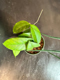 Hoya Fungii (Hanging Basket)