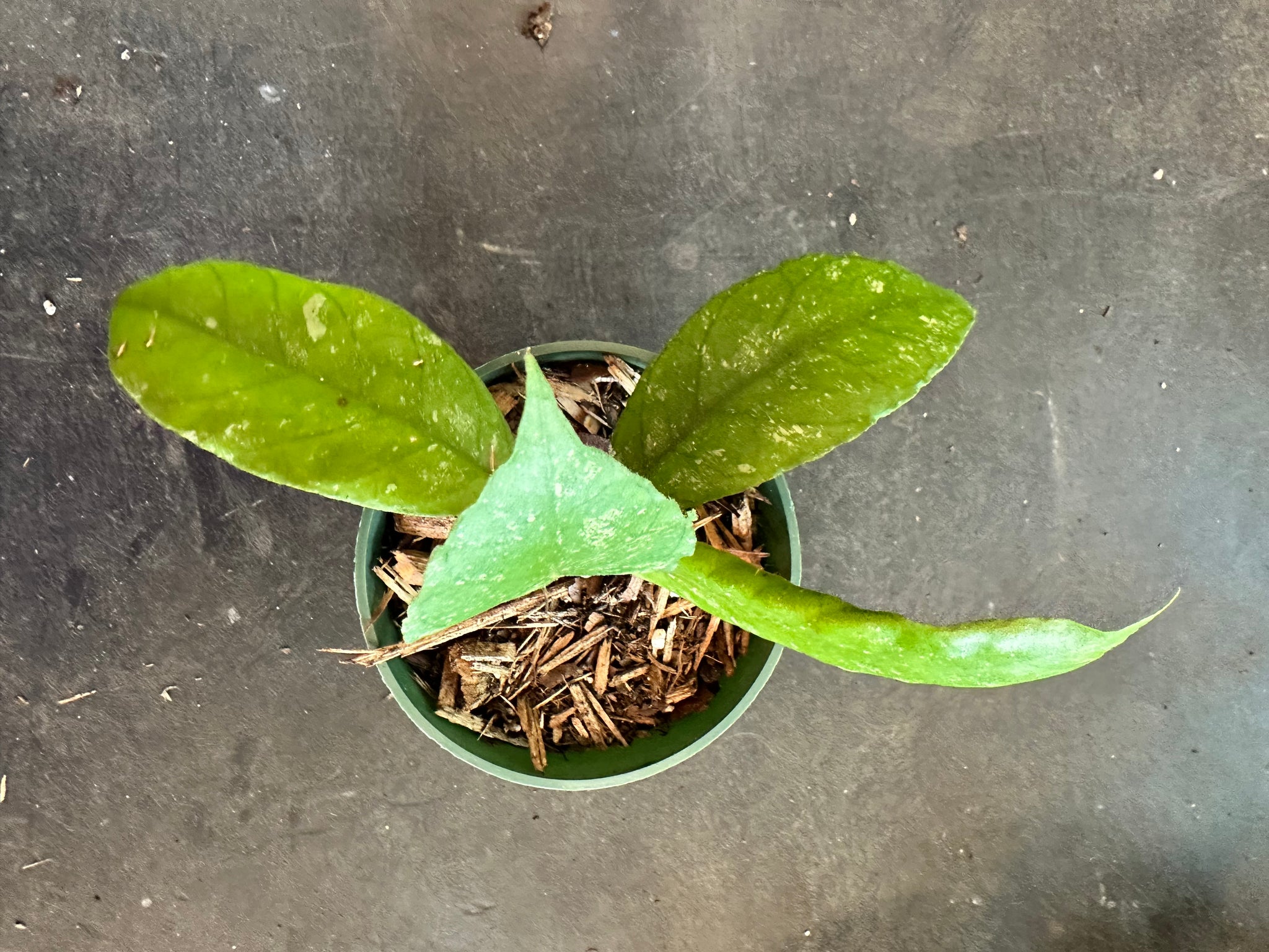 Hoya Peninsularis (SR 2009-3) – Christine's Tropical