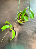 Hoya ‘White Dragon’ pubicorolla hanging basket