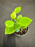 Hoya Diptera