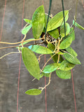 Hoya Burma sp (Hanging Basket)