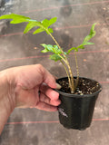 Alocasia Brancifolia