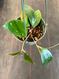 Hoya EPC 301 (black leaf) in hanging basket