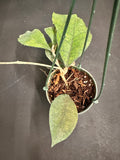 Hoya Chicken Farm hanging basket