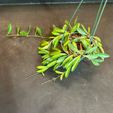 Hoya Mini Kentiana 'EPC 319' (hanging basket)