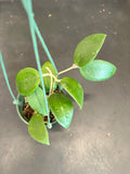 Hoya Wilbergiae (Hanging Basket)