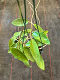 Hoya Burma sp (Hanging Basket)