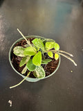 Hoya Matilde