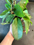 Hoya Monetteae (hanging basket)