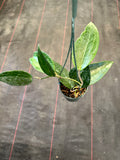 Hoya Clandestina (hanging basket)