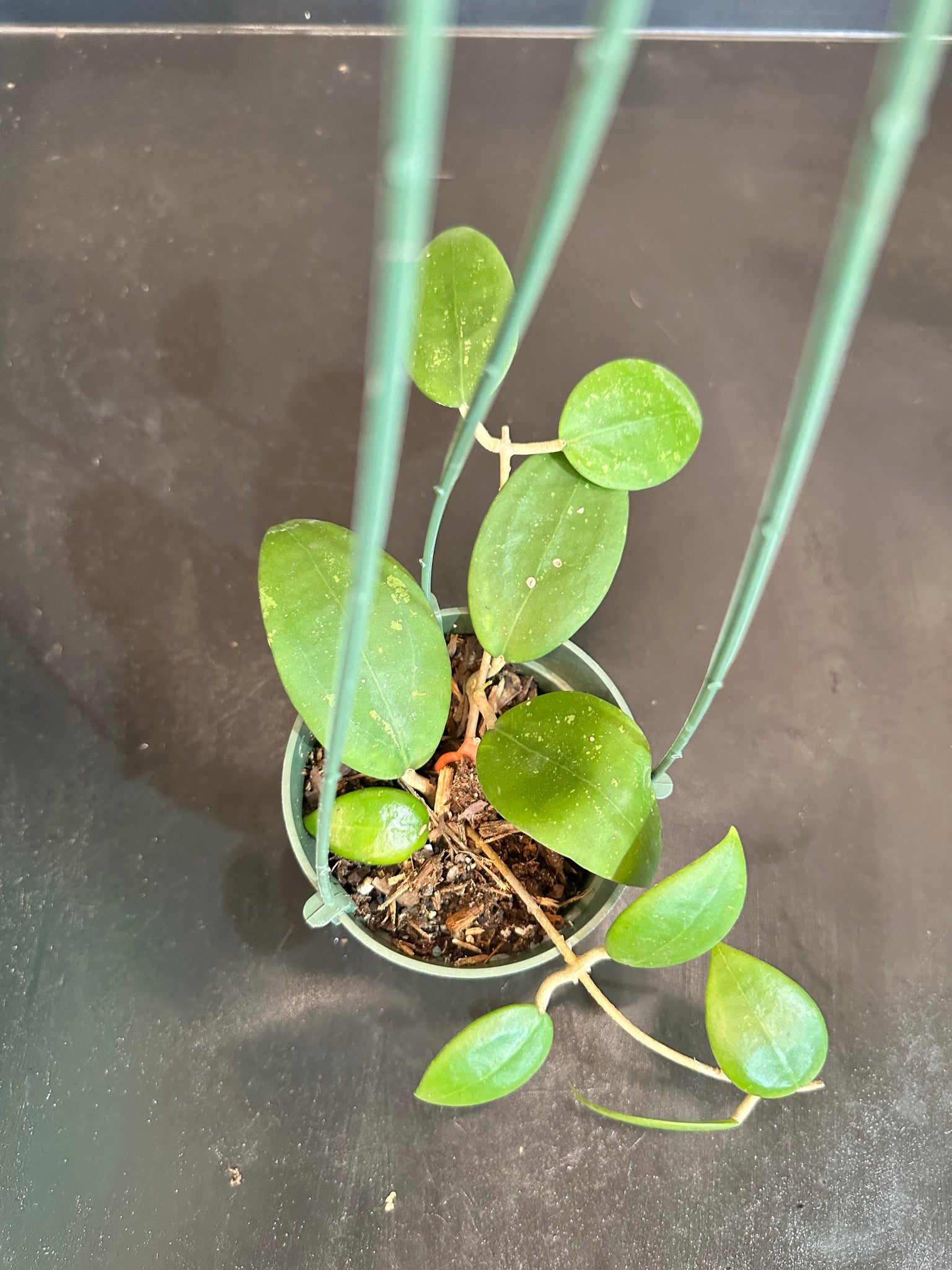 hoya plant hanging basket Hoya Wilbergiae (Hanging Basket) – Christine's Tropical & Exotic Plants