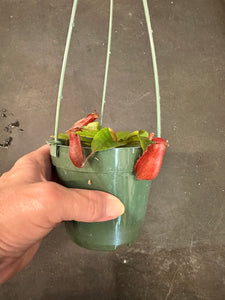 Nepenthes Lady Luck Carnivorous Pitcher Plant hanging basket