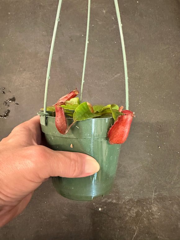 Nepenthes Lady Luck Carnivorous Pitcher Plant hanging basket