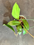 Hoya Juannguoana in hanging basket