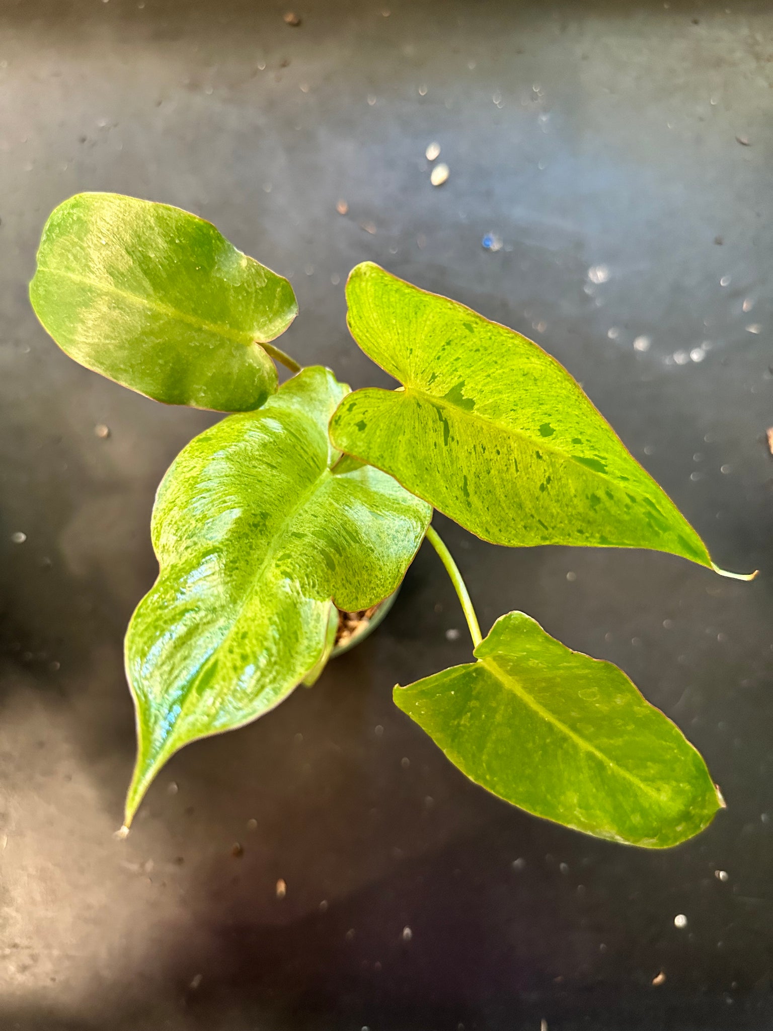 verde philodendron Philodendron Paraiso Verde – Christine's Tropical & Exotic Plants