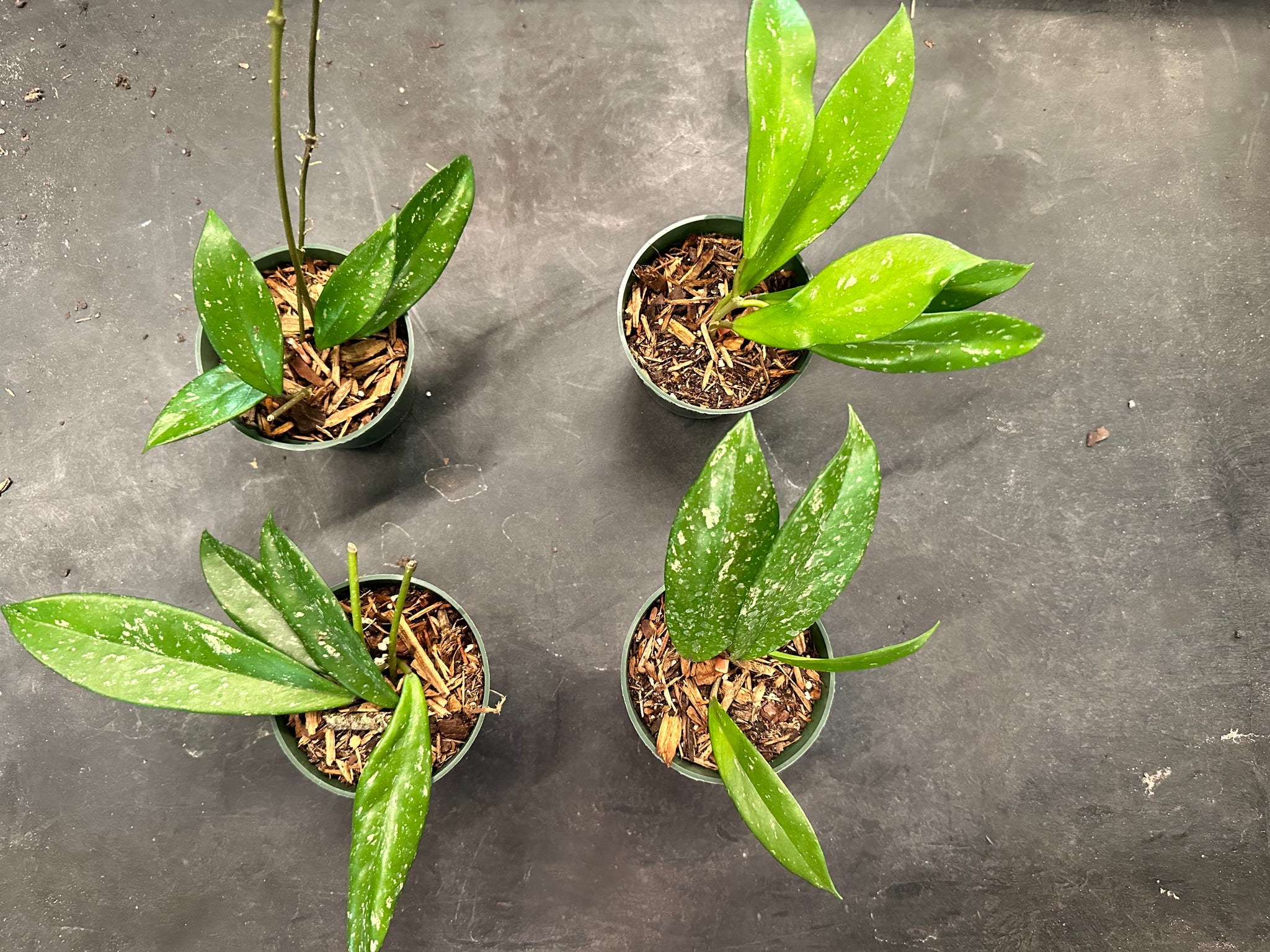 Hoya Pubicalyx Pink/Silver – Christine's Tropical & Exotic Plants