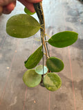 Hoya Obovata (Hanging Basket)