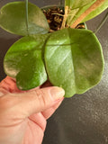Hoya Kerrii Quilt-leaf hanging basket