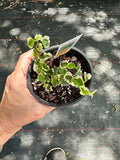 Ficus Pumila Variegated aka Fig Ivy