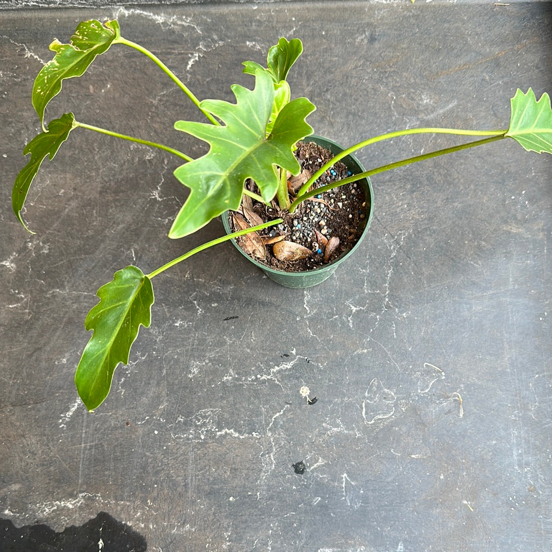 philodendron maintenance Philodendron Mayoi – Christine's Tropical & Exotic Plants