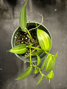 Vanilla Planifolia variegated aka Vanilla Bean Orchid