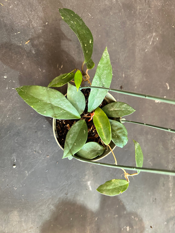 Hoya Ban Ngong Ngoy (IML 1514) (hanging basket)