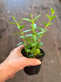 Hoya Cumingiana