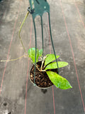 Hoya Juannguoana in hanging basket