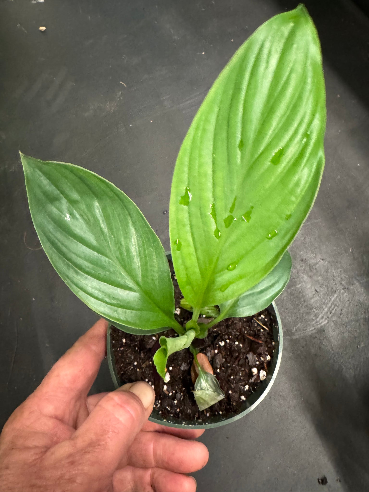 largest peace lily Spathiphyllum Sensation aka Giant Peace Lily – Christine's Tropical & Exotic Plants