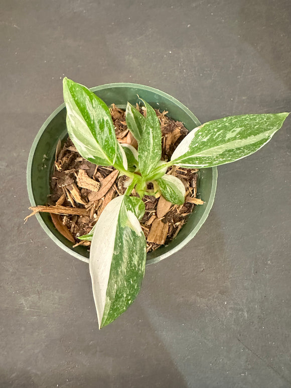 philodendron green princess variegated Philodendron White Princess – Christine's Tropical & Exotic Plants