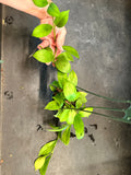 Hoya Obscura ‘Philip’ (hanging basket)