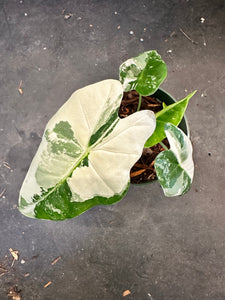 Alocasia Variegated Frydek