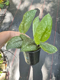 Scindapsus Silver Splash