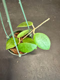 Hoya Wilbergiae (Hanging Basket)