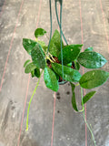 Hoya Diversifolia (hanging basket)