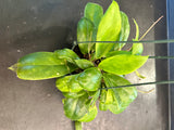 Hoya Incrassata (Hanging Basket)