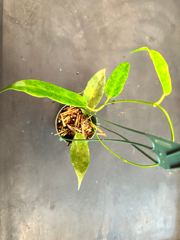 Hoya ‘Seanie’ (Archboldiana x Onychoides) hanging basket