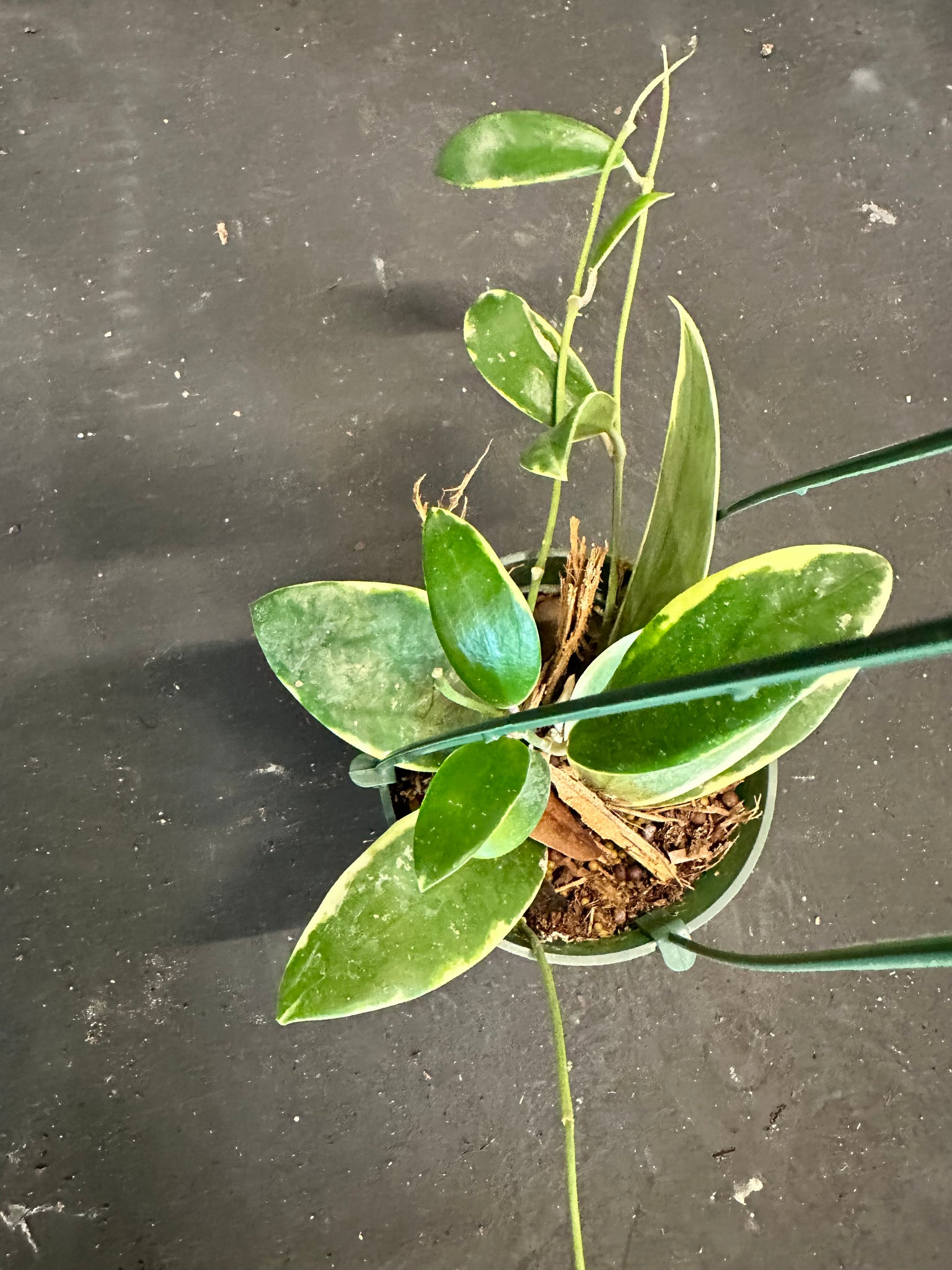 green and white leaf hanging plant Hoya Verticillata 'white margins' (hanging basket) – Christine's Tropical & Exotic Plants