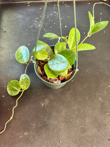 Hoya Hanhiae (hanging basket)