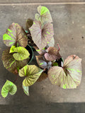 Ipomoea Kelly Ray Sweet Potato Vine