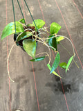 Hoya Clandestina (hanging basket)