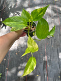 Golden Pothos (Epipremnum Aureum "Golden") aka Hawaiian Pothos