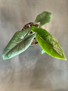 Alocasia Scalprum