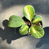 Hoya Obovata (Albo inner variegated)