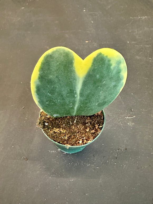 Hoya Kerrii Heart in“variegated margin