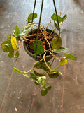 Hoya Carnosa ‘Chelsea’ hanging basket