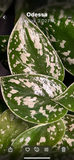 Scindapsus 'Silvery Ann',